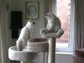 Birman kitten battles for climber