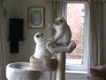 Birman kitten battles for climber