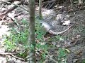 Nine-banded armadillo