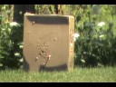 PSE X-force 6 Rage bh @ 50 yards PSE X-force 6 Rage bh @ 50 yards