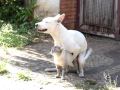 Pit bull comendo gato Pit bull comendo gato