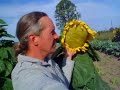 August garden report - pumpkins, watermellons