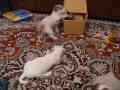 videos de Goodbye my Puppies
