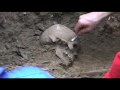 this video shows the exhumation of 14 missing german soldiers from a mass grave in villeneuve-loubet, near nice, france. 
 these soldiers were killed in combat in villeneuve in a battle against canadian and american soldiers of the 