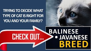 What type of cat is right for you? Check out the Balinese Javanese Cat