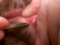 Pluck