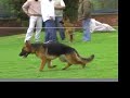 mejor cachorra   expo a  baca  mayo 2008
