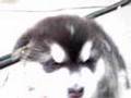 Alaskan Malamute video