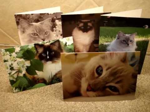 Ragdoll Cat Pictures Greeting Cards 0 Ragdoll Cat Pictures Greeting Cards