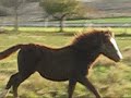 vinci.wmv