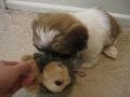 Gizmo the Shih Tzu with toy porcupine - Part 1 Gizmo the Shih Tzu with toy porcupine - Part 1