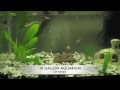 guppy 10 gallon setup