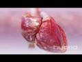 Hybrid Medical Animation Heart with Blood Flow