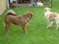 Hunde-You�ll Be In My Heart