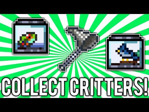 how to collect butterflies