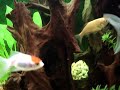 Ésta es la evolución de mi acuario.Despues de sufrir varias catástrofes y con la gran ayuda de Acuarios.es finalmente he conseguido estabilizarlo para que mis peces vivan felices y en condiciones.