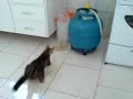 lisbela e batatinha.3GP