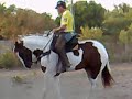 Treino Paint Horse