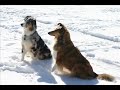 Sammy and Sydney playing in the snow
