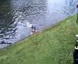 S ah oui les chiens 2