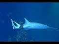 sharks swim in the deep