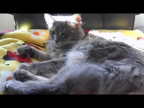 how to treat feline asthma