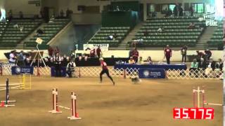 2015 AKC National Agility Championship