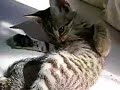 Gatto Gattuso Gatto Gattuso