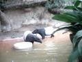 videos de zoo