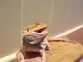 Bearded Dragon mouth gape