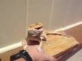 Bearded Dragon mouth gape