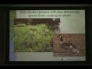 Ecological Approach to Landscaping - Part 3