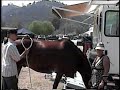PEMF Therapy for Equine 1 PEMF Therapy for Equine 1