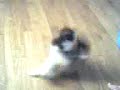 Cats With Knives!