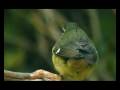 videos de Evolution