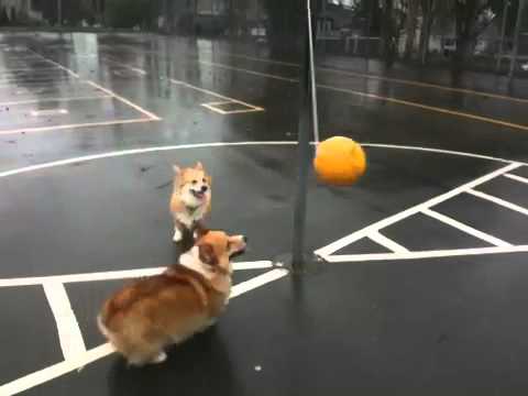 Watch 'Corgi Tetherball Game'