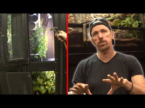 YouTube reptile video