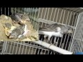 King13870 - Canary birds of KING70
