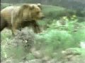 COUGAR KILLS BEAR