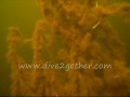 Netherlands Video