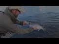 Seabass on a fly (Havabbor p� flue)