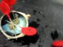 BIO 140_Cow Eye