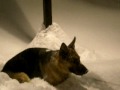 Koch in snow3