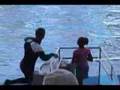 SeaWorld Orlando Part 2