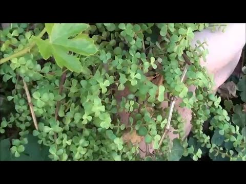 how to transplant elephant bush