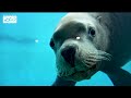 Open video