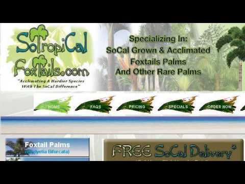 how to plant a foxtail palm