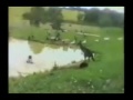 Kangaroo Kicking Ass