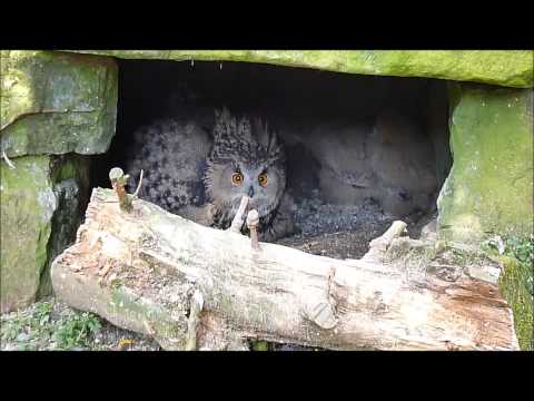 Turkmenian eagle owlets at Linton Zoo make their debut Easter 2014