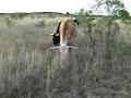 Big Red Speck
